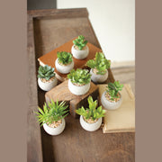 Kalalou - CNL1080 - Set Of Eight Succulents - Multi
