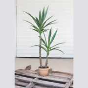 Kalalou - CYF1228 - Artificial Heneken Plant With Painted Plastic Pot - Green