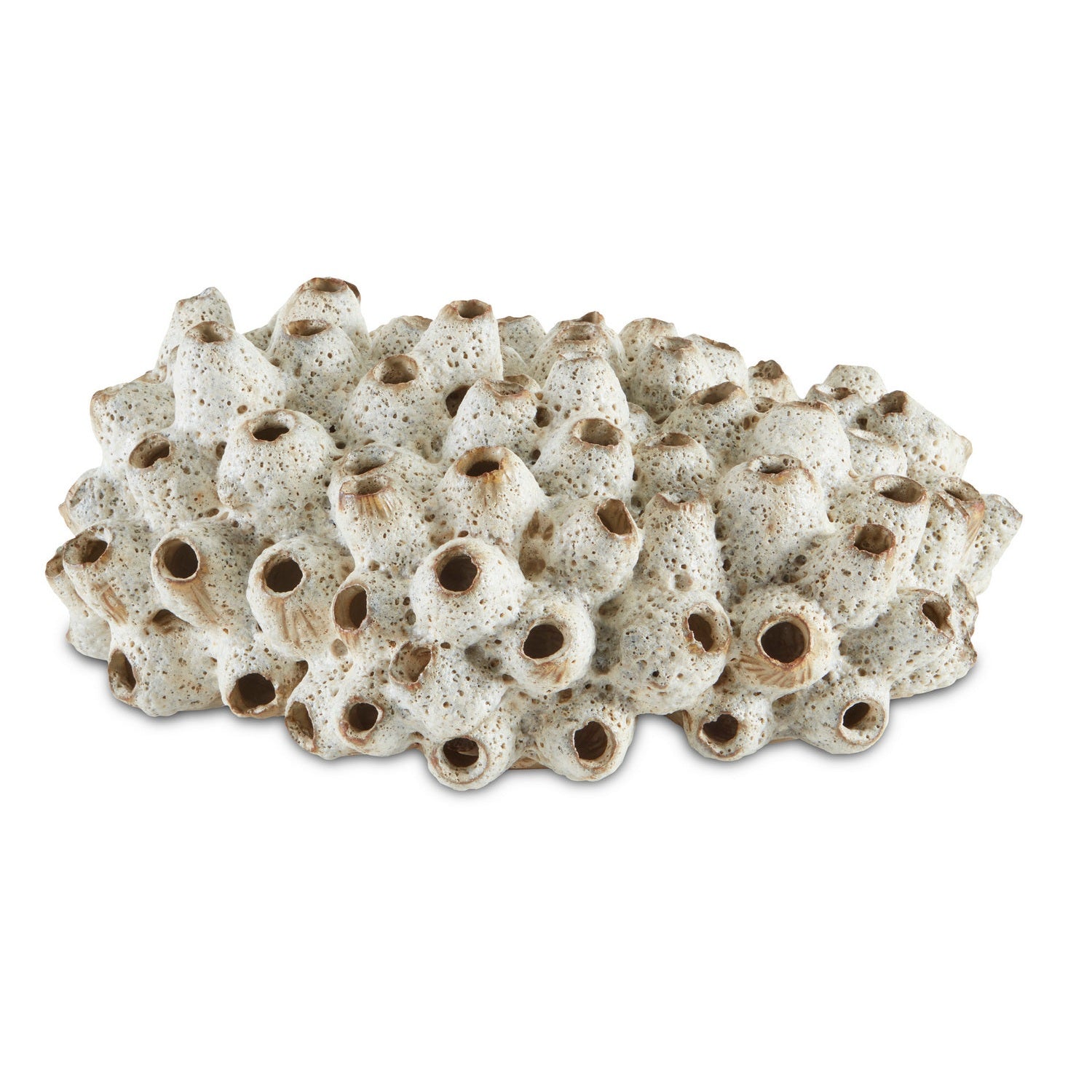 Currey and Company - 1200-0429 - Shells - Sulawasi Shells - Antique White