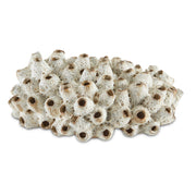 Currey and Company - 1200-0429 - Shells - Sulawasi Shells - Antique White