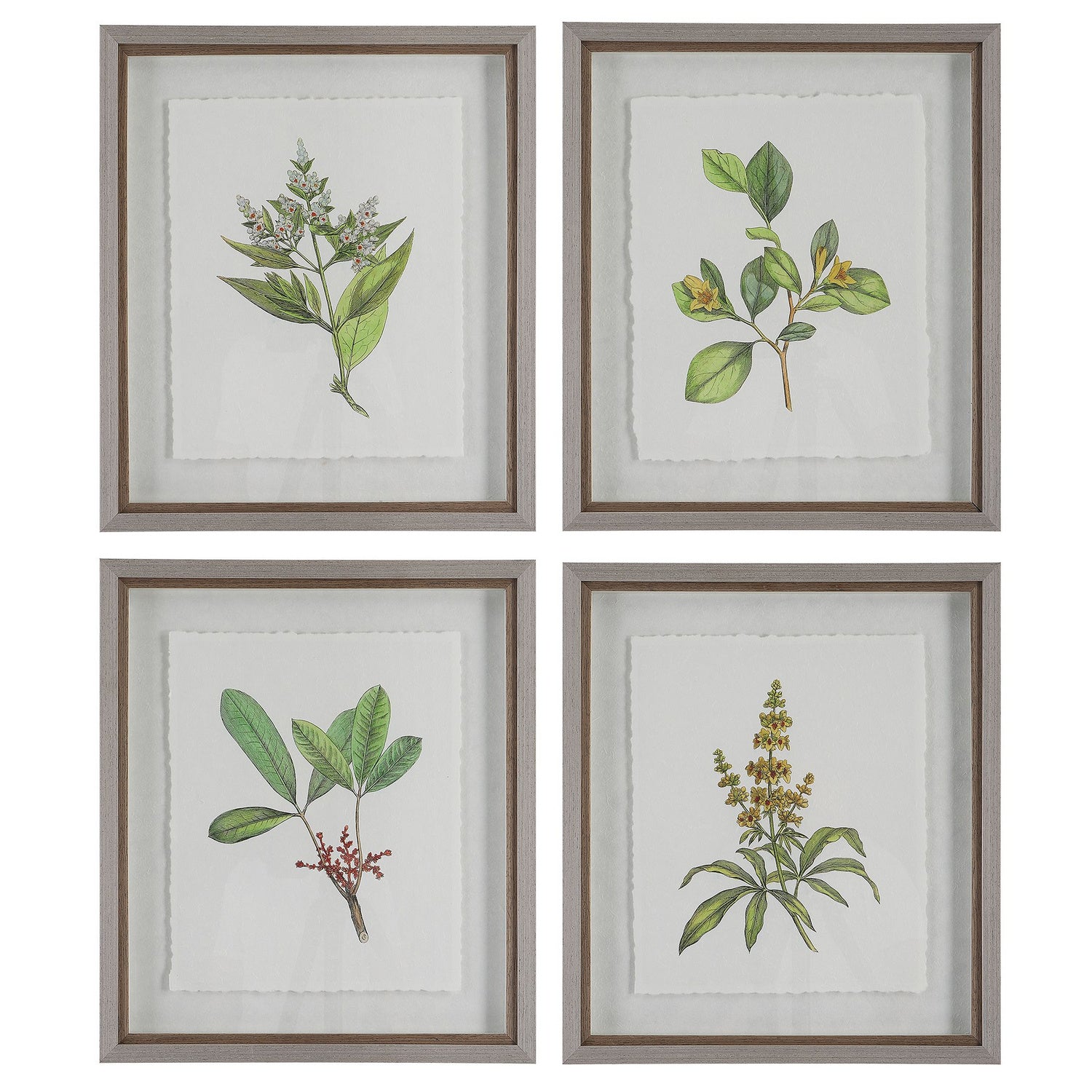 Uttermost - 41461 - Framed Prints, S/4 - Wildflower Study - Light Gray