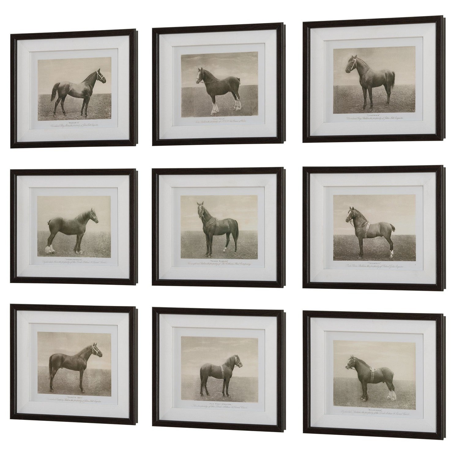 Uttermost - 32343 - Framed Prints, S/9 - Equine Dynasty - Dark Walnut