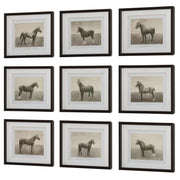 Uttermost - 32343 - Framed Prints, S/9 - Equine Dynasty - Dark Walnut