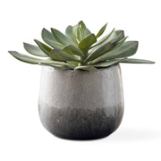 Uttermost - 60261 - Succulent - Dudleya - Aged White To Blue Grey