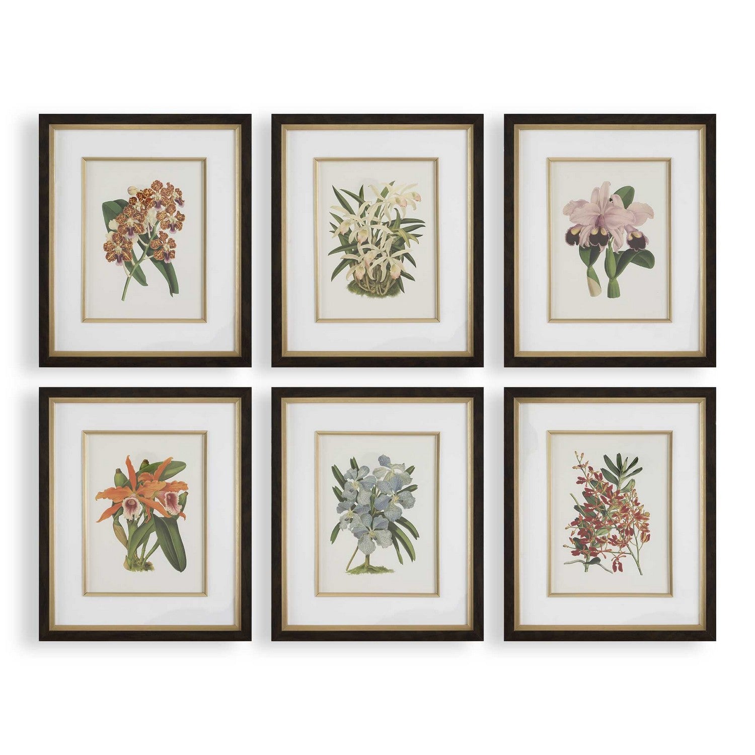 Uttermost - 32447 - Framed Prints Set/6 - Orchid