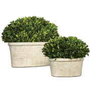 Uttermost - 60107 - Preserved Boxwood Set/2 - Preserved Boxwood - Stone