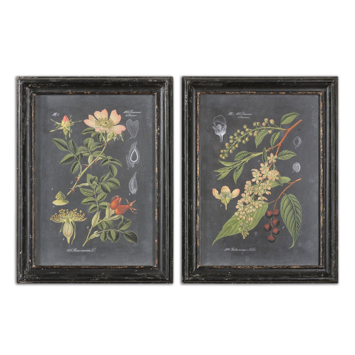 Uttermost - 56053 - Wall Art - Midnight Botanicals - Black