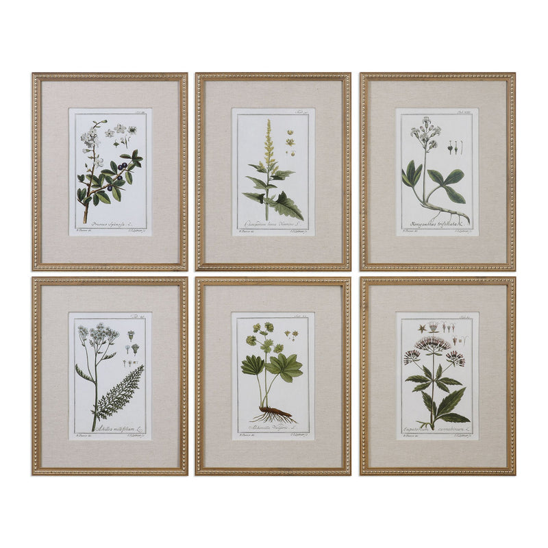 Uttermost - 33651 - Wall Art - Green Floral Botanical Study - Gold Leaf