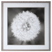Uttermost - 33711 - Framed Print - Dandelion Seedhead - Driftwood Look