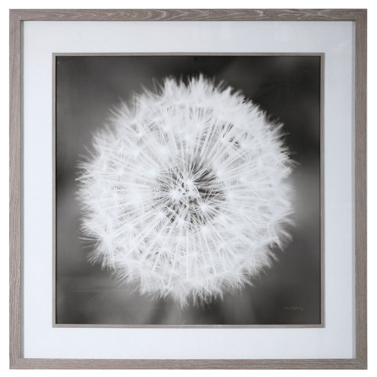 Uttermost - 33711 - Framed Print - Dandelion Seedhead - Driftwood Look